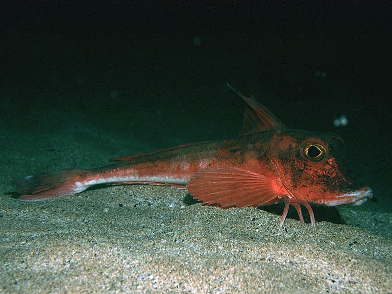 Aspitrigla cuculus (Capone coccio)